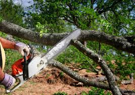 Best Emergency Tree Removal  in Pleasureville, KY